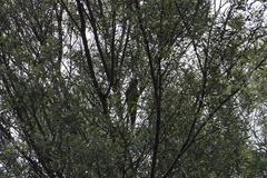 Psephotus varius