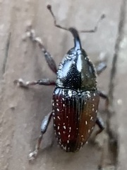Apinocis blanditus