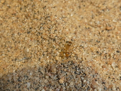 Myrmecocystus testaceus