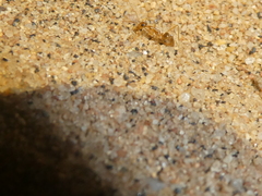 Myrmecocystus testaceus