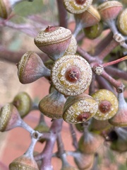 Eucalyptus minniritchi