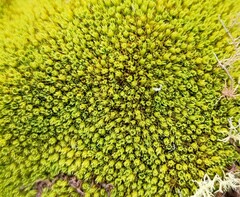 Hypodontium pomiforme