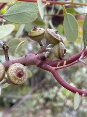 Eucalyptus minniritchi
