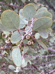 Eucalyptus minniritchi