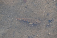 Mayaheros urophthalmus