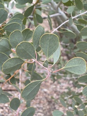 Eucalyptus minniritchi
