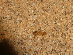 Myrmecocystus testaceus