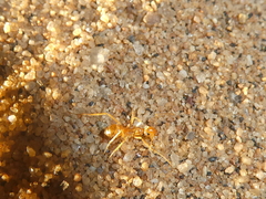 Myrmecocystus testaceus