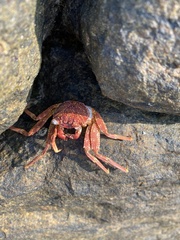 Grapsus