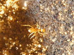 Myrmecocystus testaceus