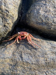 Grapsus
