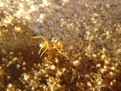 Myrmecocystus testaceus