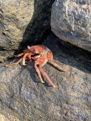 Grapsus