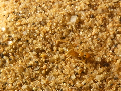 Myrmecocystus testaceus