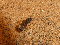 Myrmecocystus testaceus
