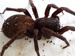 Uliodon