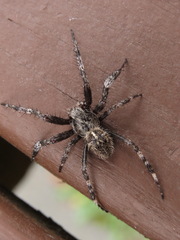 Araneus saevus