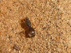 Myrmecocystus testaceus
