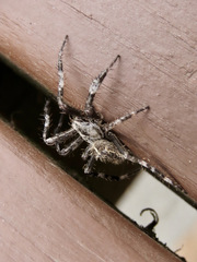 Araneus saevus