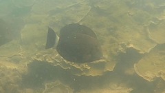 Acanthurus blochii