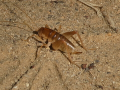 Ceuthophilus hesperus