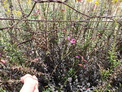 Polygala wittebergensis