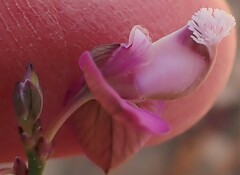 Polygala wittebergensis