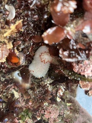 Acanthodoris nanaimoensis