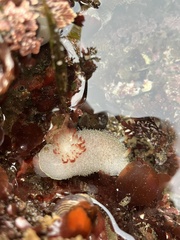Acanthodoris nanaimoensis