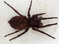 Uliodon