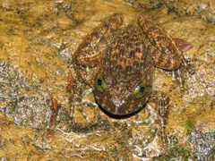 Quasipaa exilispinosa