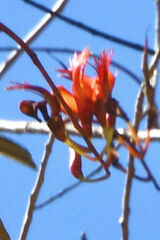 Lysiphyllum cunninghamii