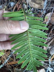 Polypodioideae