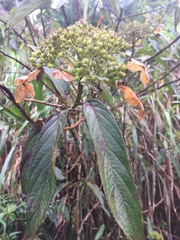 Hydrangea longifolia