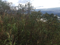 Hydrangea longifolia