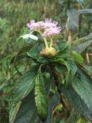 Hydrangea longifolia