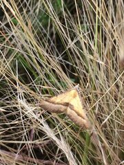 Anachloris subochraria