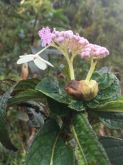 Hydrangea longifolia