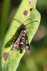 Sesiidae