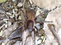 Uliodon