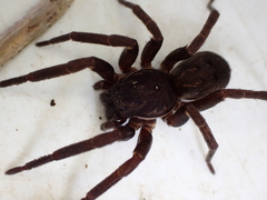 Uliodon