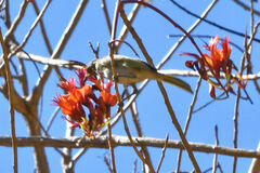 Lysiphyllum cunninghamii
