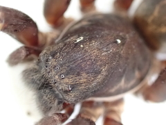Uliodon