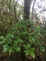 Lithocarpus konishii