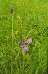 Iris sibirica