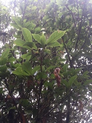 Lithocarpus konishii