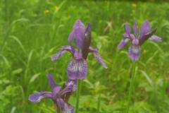 Iris sibirica