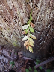 Tmesipteris lanceolata
