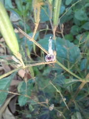 Andrographis paniculata