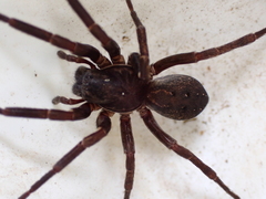 Uliodon